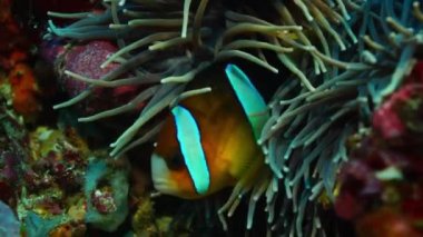 Onun host anemon çiçeği, Wakatobi, Endonezya, ağır çekim dışarı bakmak Clarks tehlikede (Amphiprion clarkii)