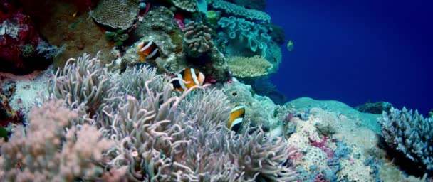 Clarks Anemonefish Amphiprion Clarkii Peeking Out Its Host Anemone Wakatobi — Stock Video