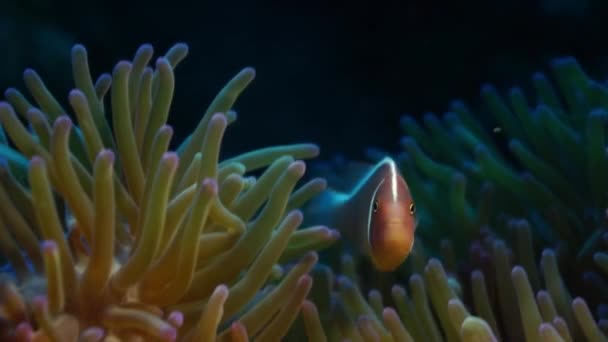 Wit Manen Anemonefish Roze Anemonefish Amphiprion Perideraion Woont Samen Met — Stockvideo