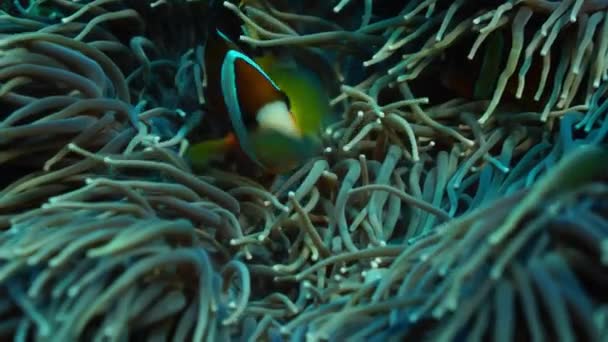 Clarks Anemonefish Amphiprion Clarkii Zerkające Jego Hosta Anemone Wakatobi Indonezja — Wideo stockowe
