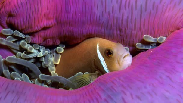 克拉克 Anemonefish Amphiprion 偷看了它的主人海葵 Wakatobi 印度尼西亚 慢动作 — 图库视频影像