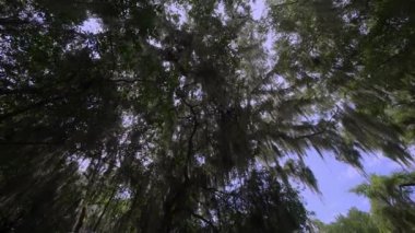 İspanyolca moss, kırsal yol Savannah, Chatham, Savannah, Georgia, ABD, Ekim 2016 yakın Wormsloe tarihi bölgesi için damlama canlı meşe ağaçları