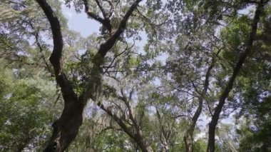 İspanyolca moss, kırsal yol Savannah, Chatham, Savannah, Georgia, ABD, Ekim 2016 yakın Wormsloe tarihi bölgesi için damlama canlı meşe ağaçları