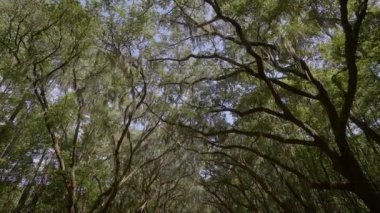 İspanyolca moss, kırsal yol Savannah, Chatham, Savannah, Georgia, ABD, Ekim 2016 yakın Wormsloe tarihi bölgesi için damlama canlı meşe ağaçları