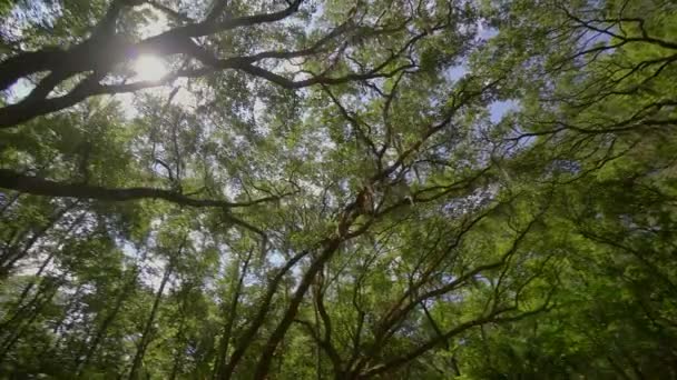 Live Oak Δέντρα Στάζουν Ισπανικά Βρύο Τον Αγροτικό Δρόμο Που — Αρχείο Βίντεο