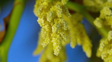 Bloom, Almanya, Temmuz 2017 yılında Çin yel değirmeni Palm (Trachycarpus fortunei)