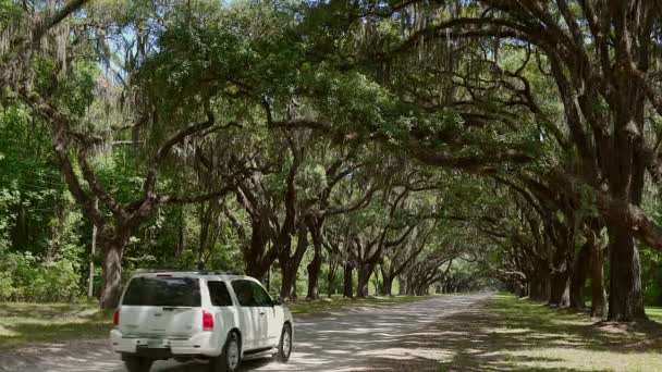 Live Oak Trees Dripping Spanish Moss Rural Road Leading Wormsloe — Stock Video