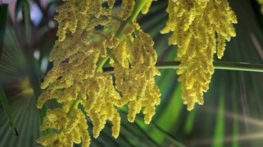 Bloom, Almanya, Temmuz 2017 yılında Çin yel değirmeni Palm (Trachycarpus fortunei)