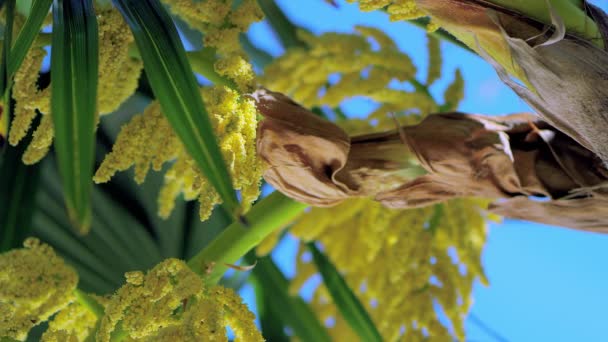 Kinesisk Windmill Palm Trachycarpus Fortunei Blom Tyskland Jul 2017 — Stockvideo