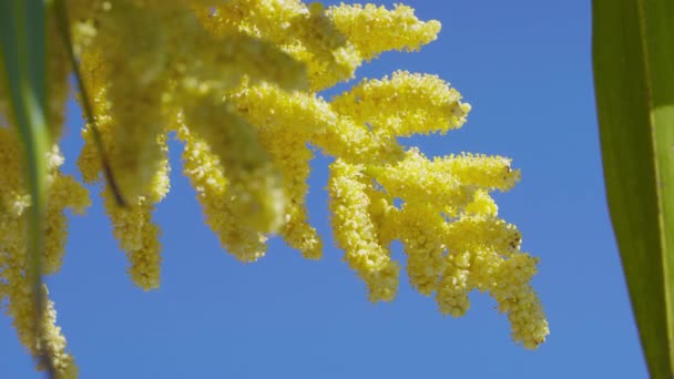 Palma Cinese Del Mulino Vento Trachycarpus Fortunei Fiore Germania Lug — Video Stock