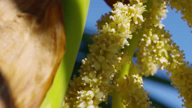Bloom, Almanya, Temmuz 2017 yılında Çin yel değirmeni Palm (Trachycarpus fortunei)