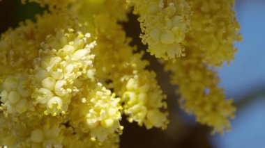 Bloom, Almanya, Temmuz 2017 yılında Çin yel değirmeni Palm (Trachycarpus fortunei)