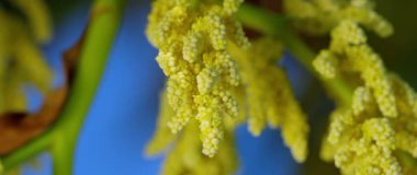 Bloom, Almanya, Temmuz 2017 yılında Çin yel değirmeni Palm (Trachycarpus fortunei)