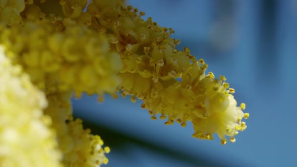 Moinho Vento Chinês Palma Trachycarpus Fortunei Flor Alemanha Jul 2017 — Vídeo de Stock