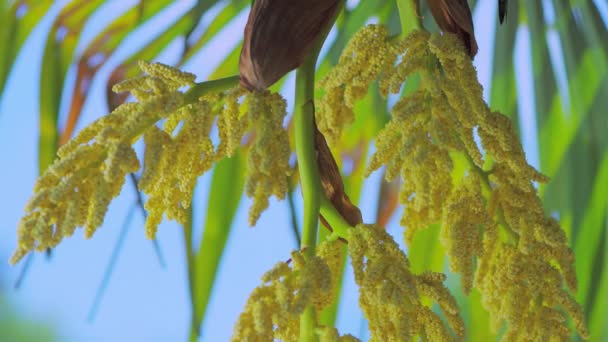 Molino Viento Palma China Trachycarpus Fortunei Flor Alemania Jul 2017 — Vídeo de stock