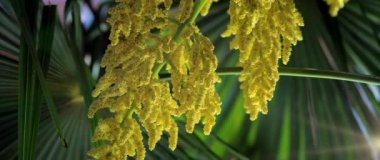 Bloom, Almanya, Temmuz 2017 yılında Çin yel değirmeni Palm (Trachycarpus fortunei)