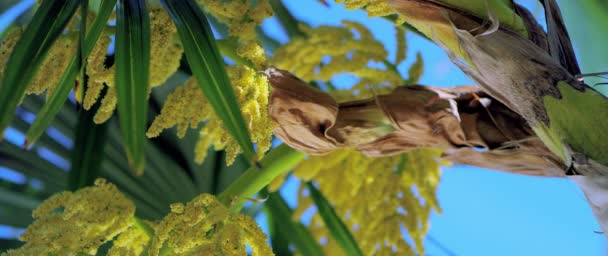 Čínská Windmill Palm Trachycarpus Fortunei Květu Německo Červenec 2017 — Stock video