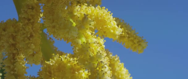 Kinesisk Windmill Palm Trachycarpus Fortunei Blom Tyskland Jul 2017 — Stockvideo