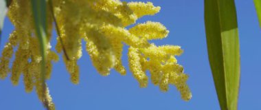Bloom, Almanya, Temmuz 2017 yılında Çin yel değirmeni Palm (Trachycarpus fortunei)