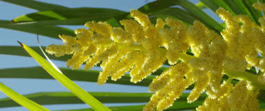 Bloom, Almanya, Temmuz 2017 yılında Çin yel değirmeni Palm (Trachycarpus fortunei)