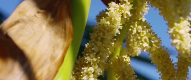 Čínská Windmill Palm Trachycarpus Fortunei Květu Německo Červenec 2017 — Stock video