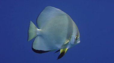 Orbicular batfish (Platax orbicularis) derin mavi su, Endonezya, Asya