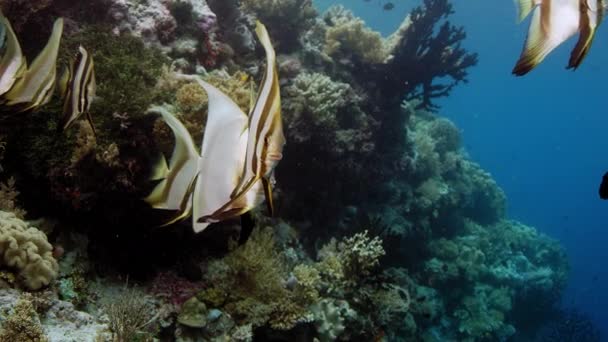 Škola Longfin Batfish Platax Teira Wakatobi Indonésie Listopad 2017 Pomalý — Stock video