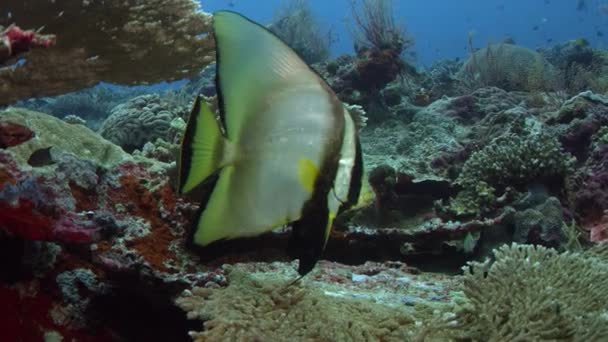 阴影蝙蝠鱼 Platax Pinnatus 在珊瑚礁上游泳 Wakatobi 慢动作 — 图库视频影像