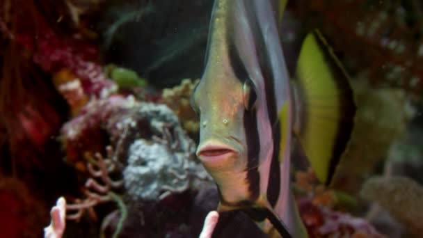 サンゴ礁で泳ぐ影バットフィッシュ Platax Pinnatus Wakatobi インドネシア スローモーション — ストック動画