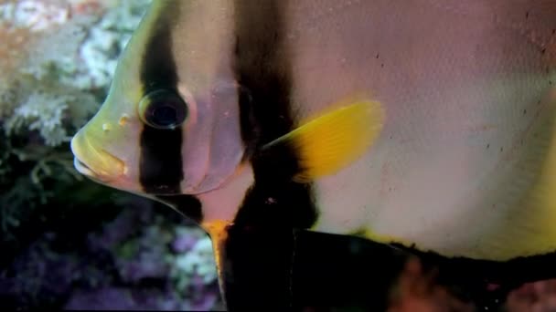 Ombragé Batfish Platax Pinnatus Nager Dessus Récif Corallien Wakatobi Indonésie — Video