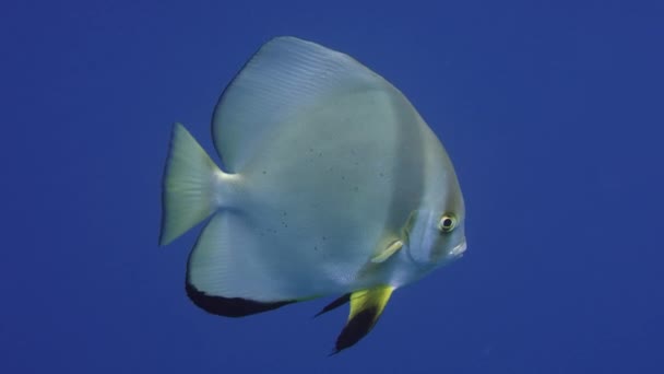 Pesce Gatto Orbicolare Platax Orbicularis Acque Blu Intenso Indonesia Asia — Video Stock