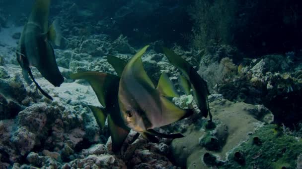 Skola Longfin Läderlappsfisk Platax Teira Wakatobi Indonesien Nov 2017 Slowmotion — Stockvideo