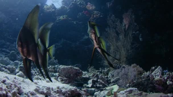 School Longfin Batfish Platax Teira Wakatobi Indonésia Nov 2017 Câmera — Vídeo de Stock