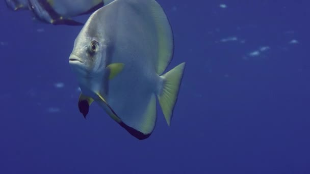 Σφαιροειδής Batfish Platax Σφιγκτήρα Στο Βαθύ Γαλάζιο Νερό Ινδονησία Ασία — Αρχείο Βίντεο