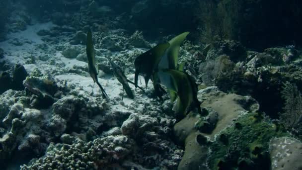 School Van Longfin Batfish Platax Scelarcis Wakatobi Indonesië November 2017 — Stockvideo