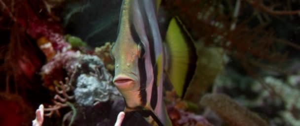 Árnyékolt Batfish Platax Pinnatus Fürdés Mint Egy Korallzátony Wakatobi Indonézia — Stock videók