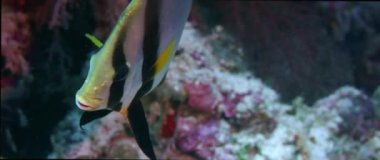 Gölgeli Batfish bir mercan kayalığı yüzme (Platax Pinnatus). Wakatobi, Endonezya, ağır çekim