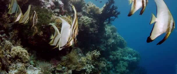 Skola Longfin Läderlappsfisk Platax Teira Wakatobi Indonesien Nov 2017 Slowmotion — Stockvideo