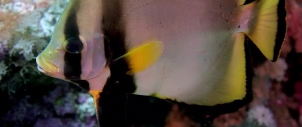 阴影蝙蝠鱼 Platax Pinnatus 在珊瑚礁上游泳 Wakatobi 慢动作 — 图库视频影像