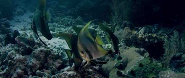 School Van Longfin Batfish Platax Scelarcis Wakatobi Indonesië November 2017 — Stockvideo