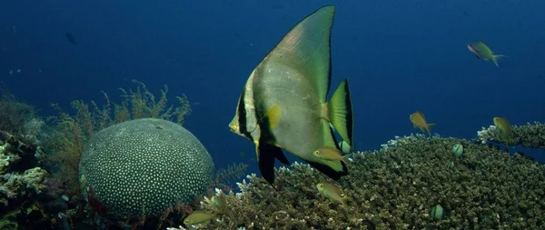 Gölgeli batfish (Platax Pinnatus,) bir mercan resifi üzerinde yüzme. Wakatobi, Endonezya, Kasım 2017, yavaş hareket, kırmızı 5kws 21:9