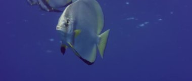 Orbicular batfish (Platax orbicularis) derin mavi su, Endonezya, Asya