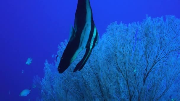 Juveniele Longfin Batfish Platax Teira Nusa Tenggara Barat Indonesië — Stockvideo