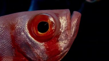 Hilal-kuyruk Kocagözlü (Priacanthus hamrur) portre baş, göz ve fin, bir büyük göz, Wakatobi, Endonezya, ağır çekim gösterilen