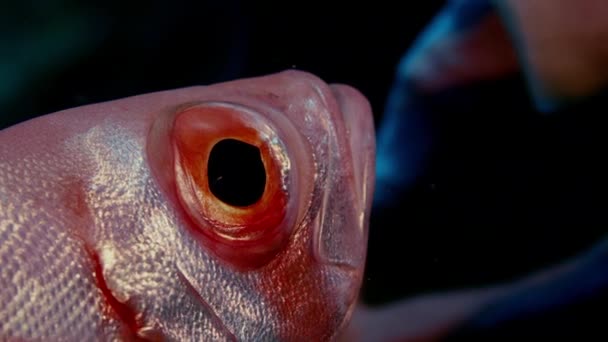 Crescente Cauda Bigeye Priacanthus Hamrur Cabeça Retrato Olho Barbatana Mostrando — Vídeo de Stock