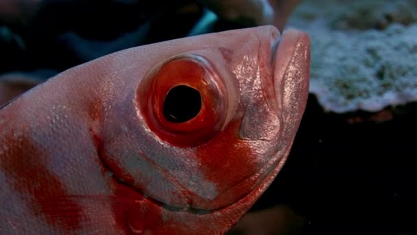 Crescent Tail Bigeye Priacanthus Hamrur Cabeza Retrato Ojo Aleta Mostrando — Vídeos de Stock