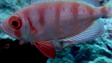 Hilal-kuyruk Kocagözlü (Priacanthus hamrur) portre baş, göz ve fin, bir büyük göz, Wakatobi, Endonezya, ağır çekim gösterilen