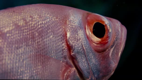 Crescent Tail Bigeye Priacanthus Hamrur Cabeza Retrato Ojo Aleta Mostrando — Vídeos de Stock