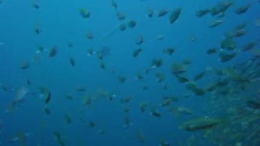 Balık büyük shoal dalgaların ve sways, Kuzey Atlantik, Kuzey Carolina, ABD