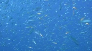Balık büyük shoal dalgaların ve sways, Kuzey Atlantik, Kuzey Carolina, ABD